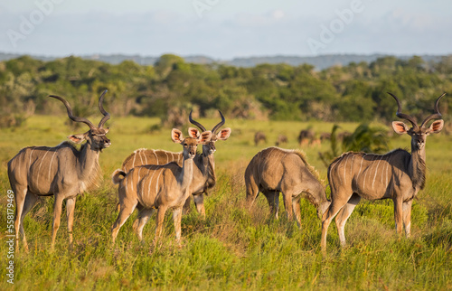 Fototapeta Naklejka Na Ścianę i Meble -  Kudu usually travel in crowded herds at the Isimangaliso Wetland Park in South Africa