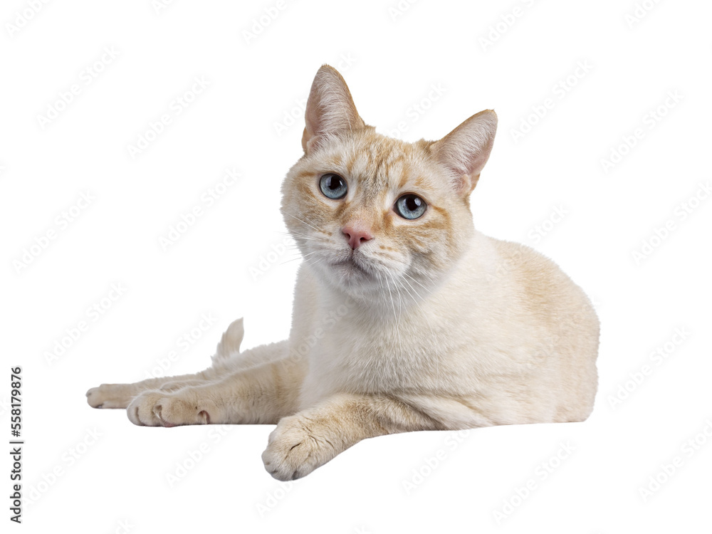 Gentle orange house cat, laying down on edge. Looking towards camera with mesmerizing blue eyes. Isolated cutout on a transparent background. Gentle orange house cat, laying down on edge. Looking towards camera with mesmerizing blue eyes. Isolated cutout on a transparent background.