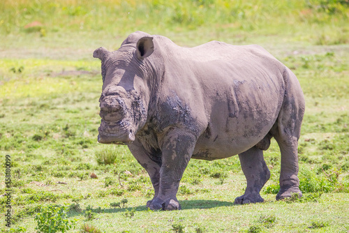 Rhinos occasionally travel in large groups in African wildlife