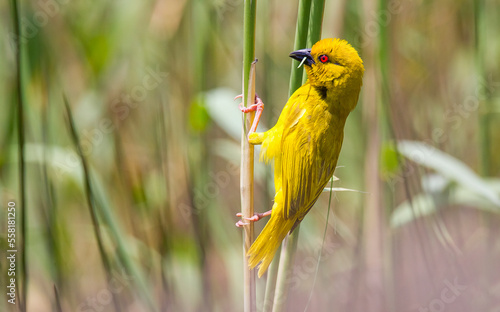 Eastern golden weaver (Ploceus subaureus) Eastern golden weaver is a species of bird in the family Ploceidae. It is found in east and southeast Africa.