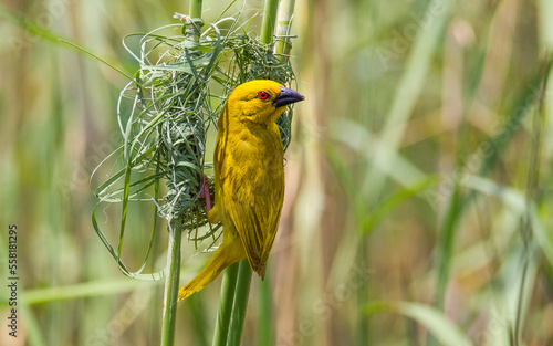 Eastern golden weaver (Ploceus subaureus) Eastern golden weaver is a species of bird in the family Ploceidae. It is found in east and southeast Africa. photo