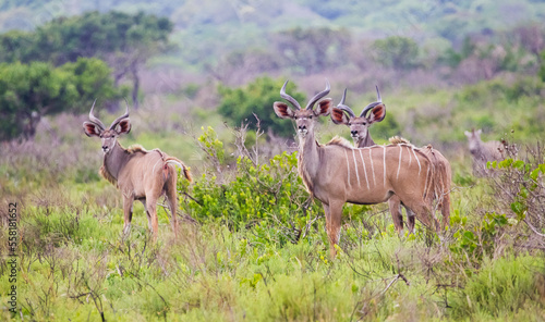 Canvas Print Kudus is two species of antelope of the genus Tragelaphus: Small kudu, Tragelaph