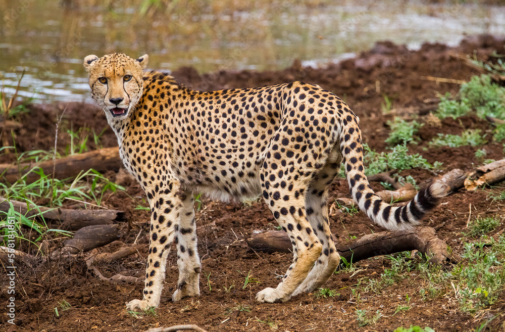 Cheetah (Acinonyx jubatus) is an interesting member of the feline family and is known for its fast running. Today, most of the species lives in South and East Africa. They are lives in Africa's Parks Cheetah (Acinonyx jubatus) is an interesting member of the feline family and is known for its fast running. Today, most of the species lives in South and East Africa. They are lives in Africa's Parks