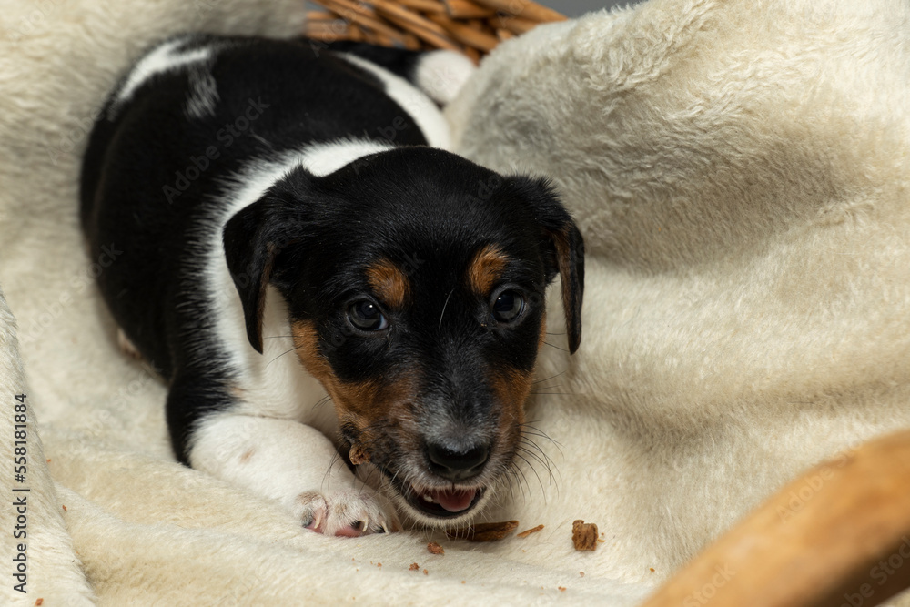 Cute 6 week old Jack Russell Terrier puppy lying in a basket chewing