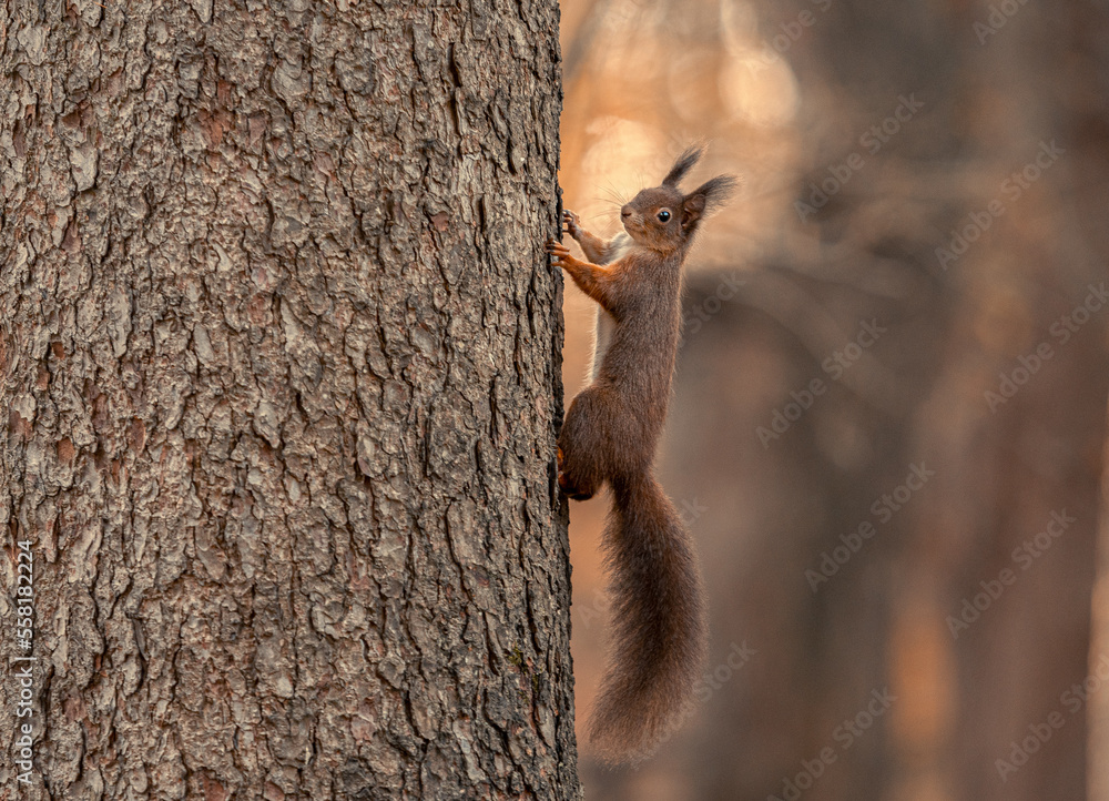 squirrel on a tree squirrel on a tree
