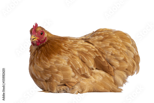 Young Buff Cochine chicken sitting side ways. Looking to camera. Isolated cutout on a trabsparent background. photo