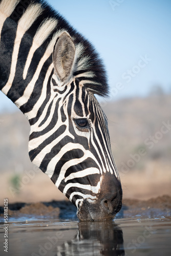 Zebra at a waterhole in South Africa