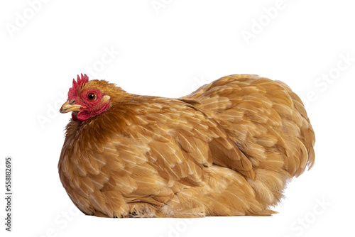 Young Buff Cochine chicken sitting side ways. Looking side ways. Isolated cutout on a trabsparent background.