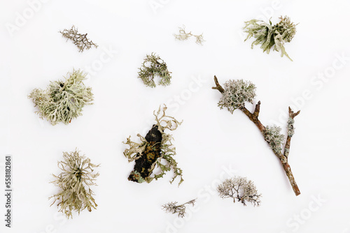 Cuadro en lienzo Set of fishnet lichen, Cladonia boryi, lichen on white background
