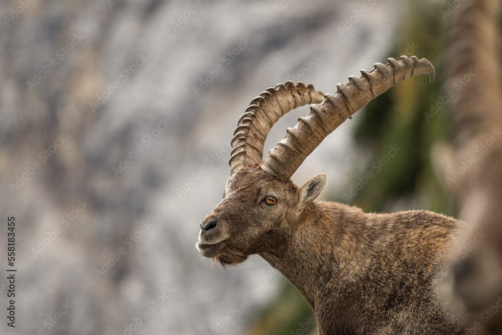 Alpine ibex relaxing in the mountains