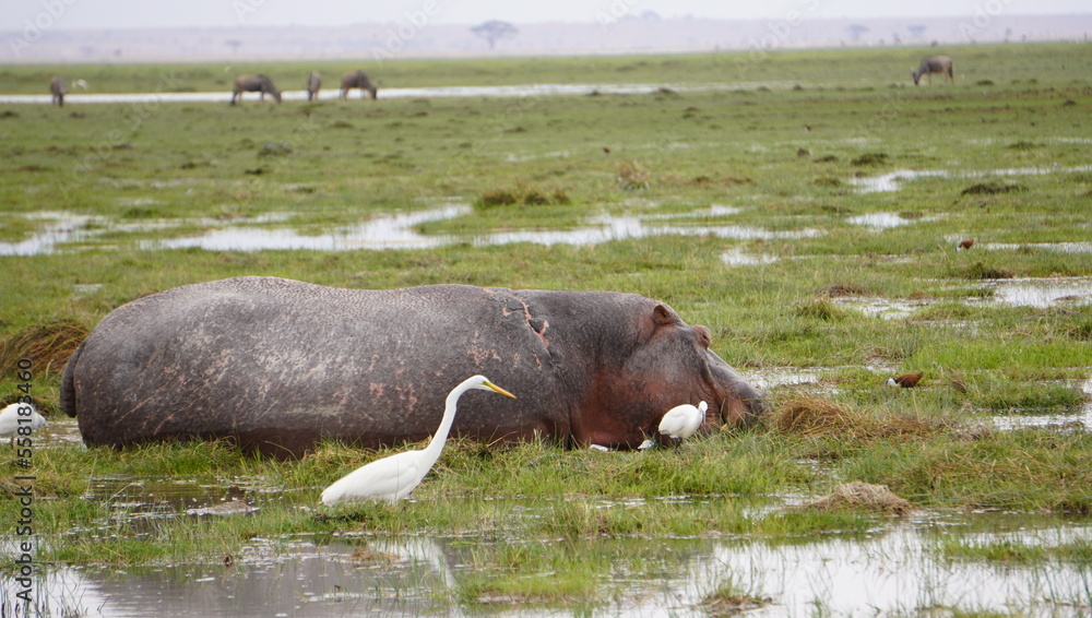 A healing wound on the back of a hippo. A healing wound on the back of a hippo.