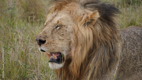 A lion with a lot of flies on his body and face.