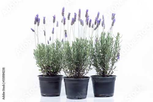 three lavender plants in black pots on a white background
