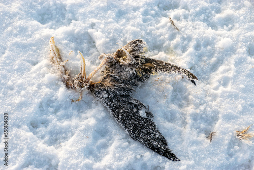 a dead seabird in the dunes, snow covers the bird's body, traces of a wild animal in the snow