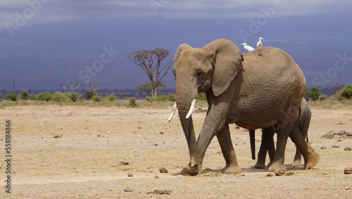 An elephant with egretes on her back.