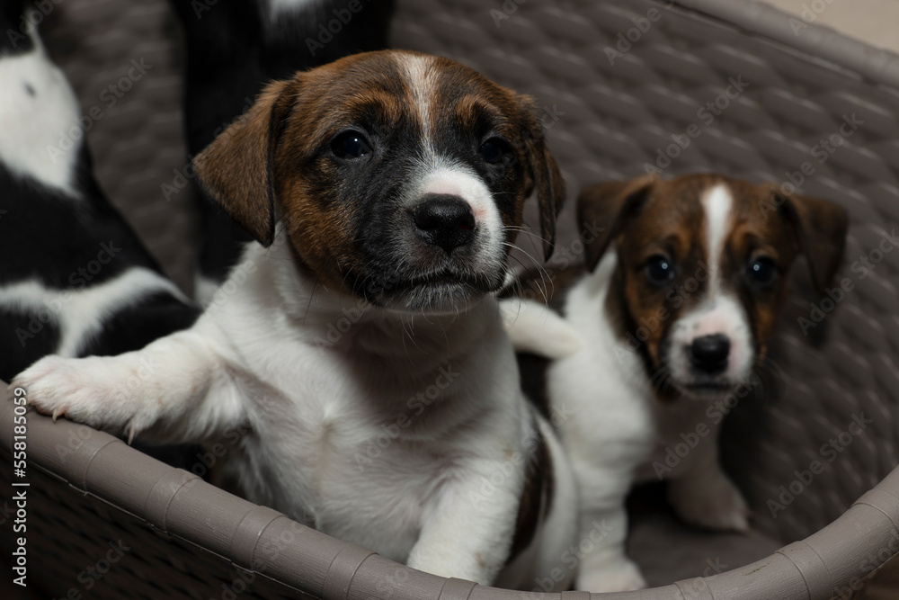 Two six week old Jack Russell Terriers peer curiously out of a laundry basket