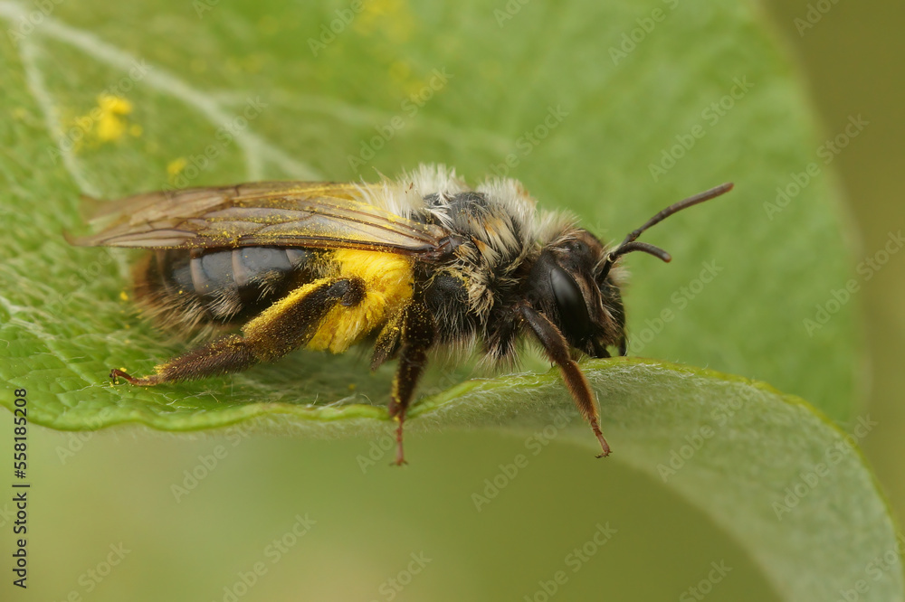 Closeup on a female Grey-backed mining bee , Andrena vaga, loaded with yellow pollen on a green leaf Closeup on a female Grey-backed mining bee , Andrena vaga, loaded with yellow pollen on a green leaf