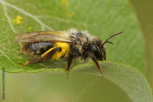 Closeup on a female Grey-backed mining bee , Andrena vaga, loaded with yellow pollen on a green leaf
