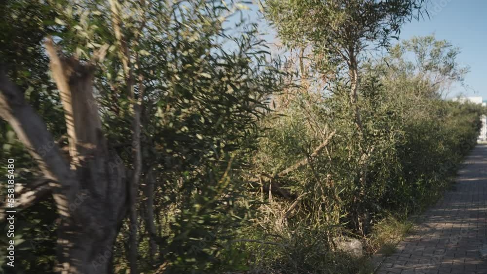 Shooting with hands, driving along the path of their tiles, Bushes on the left, road on the right