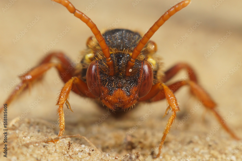 Facial closeup on a female Lathbury's Nomada solitary bee, Nomada lathburiana a cleptoparasite bee Facial closeup on a female Lathbury's Nomada solitary bee, Nomada lathburiana a cleptoparasite bee
