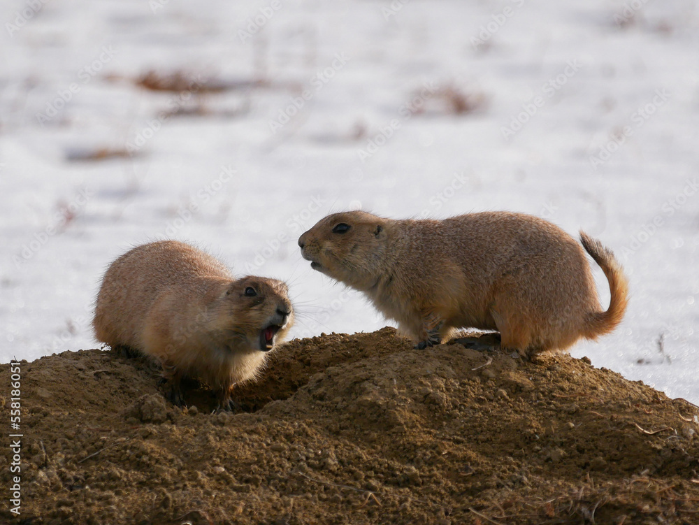 Fototapeta premium Prairie Dogs in the snow in Colorado