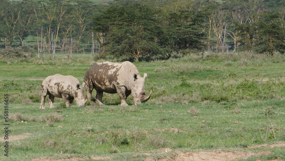 White rhino grazing after wallowing in the mud White rhino grazing after wallowing in the mud