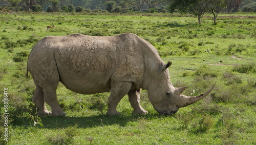 White rhino grazing.