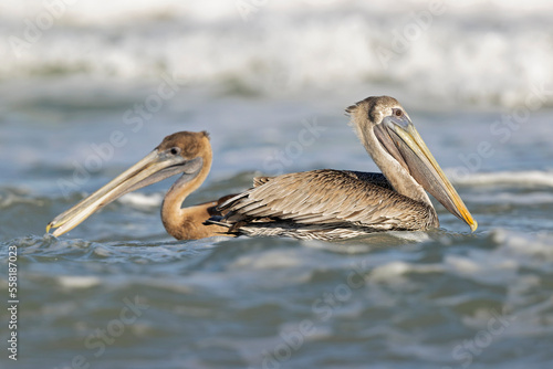 A brown pelican (Pelecanus occidentalis) swimming in the sea with waves crashing.