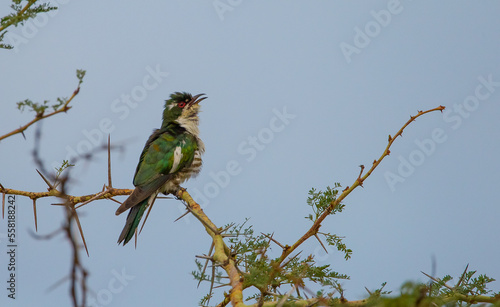 The diederik cuckoo (Chrysococcyx caprius) is a smallish cuckoo at 18 to 20 cm. Adult males are glossy green above with copper-sheened areas on the back and whitish underparts. photo