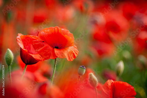 Red wild poppies in the field.