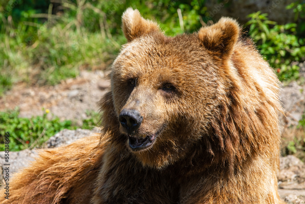 Braunbär