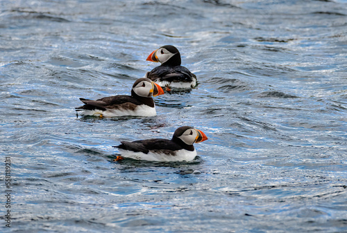 Puffins