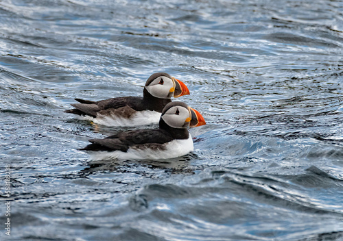 Puffins
