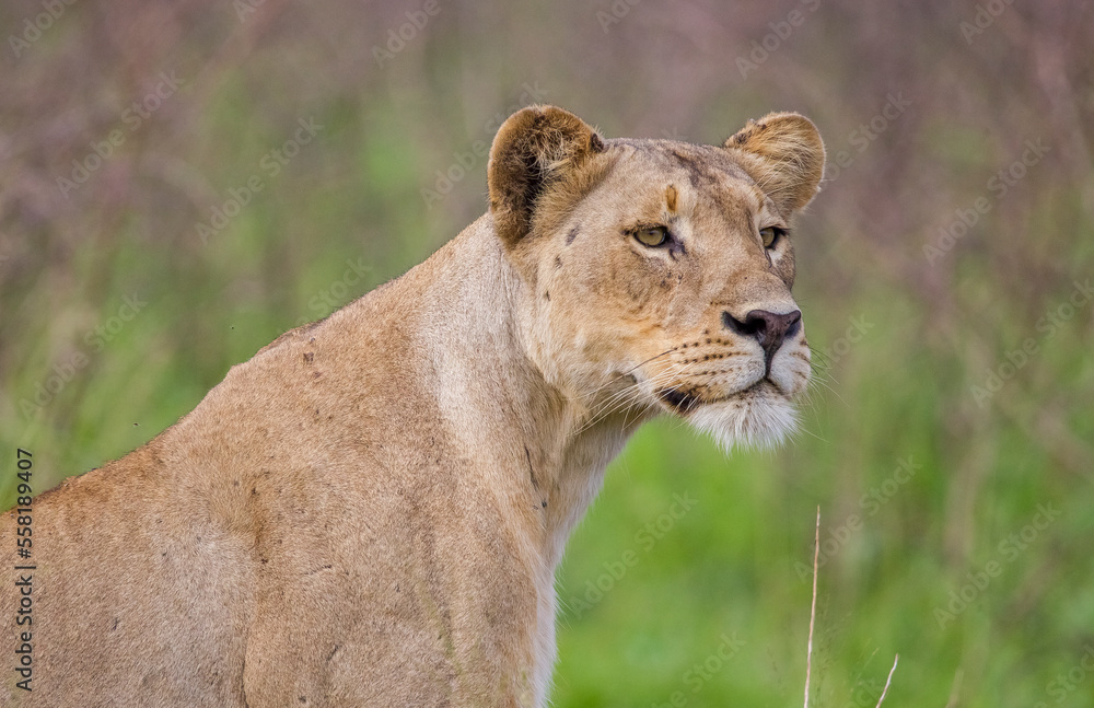 In wild African savannahs, lions (Panthera leo) usually hunt in areas close to water. In wild African savannahs, lions (Panthera leo) usually hunt in areas close to water.