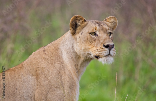 In wild African savannahs, lions (Panthera leo) usually hunt in areas close to water.