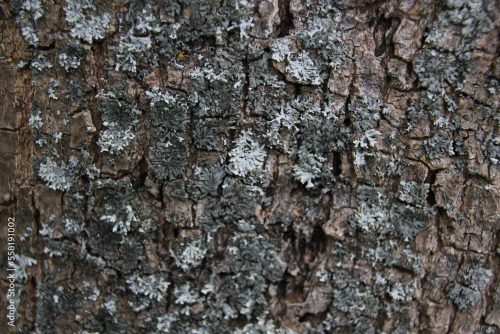 texture texture