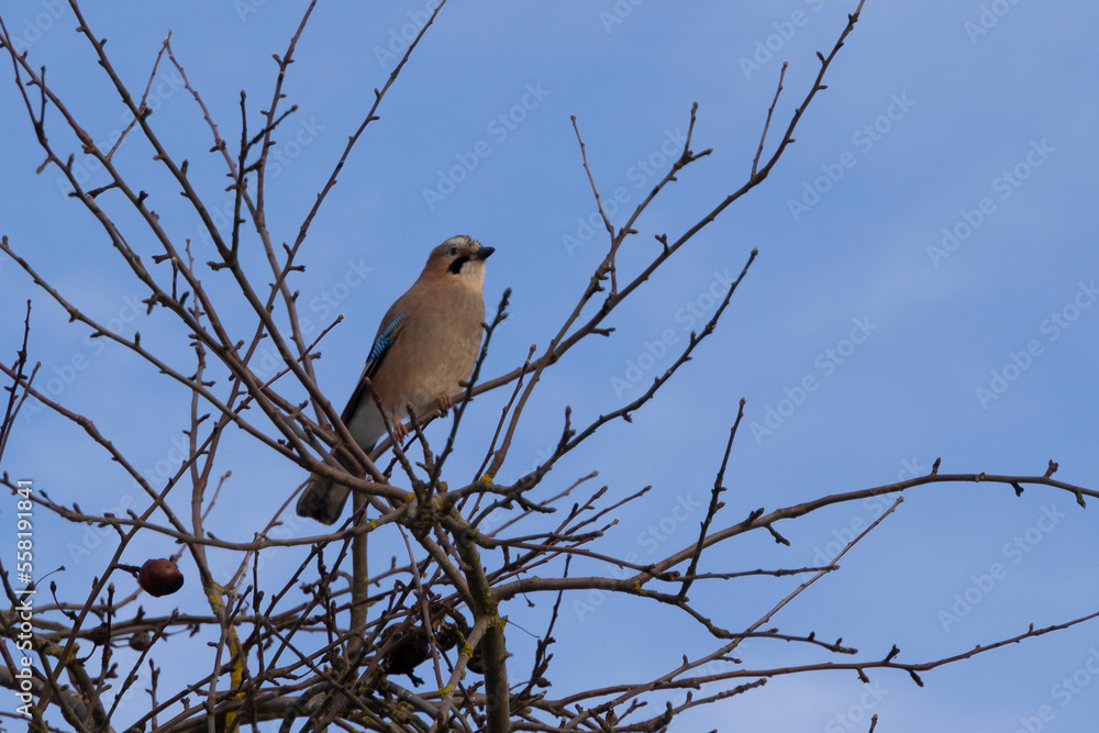 Eurasian Jay (Garrulus glandarius) perched on tree. Bird on a branch on blue background. Eurasian Jay (Garrulus glandarius) perched on tree. Bird on a branch on blue background.