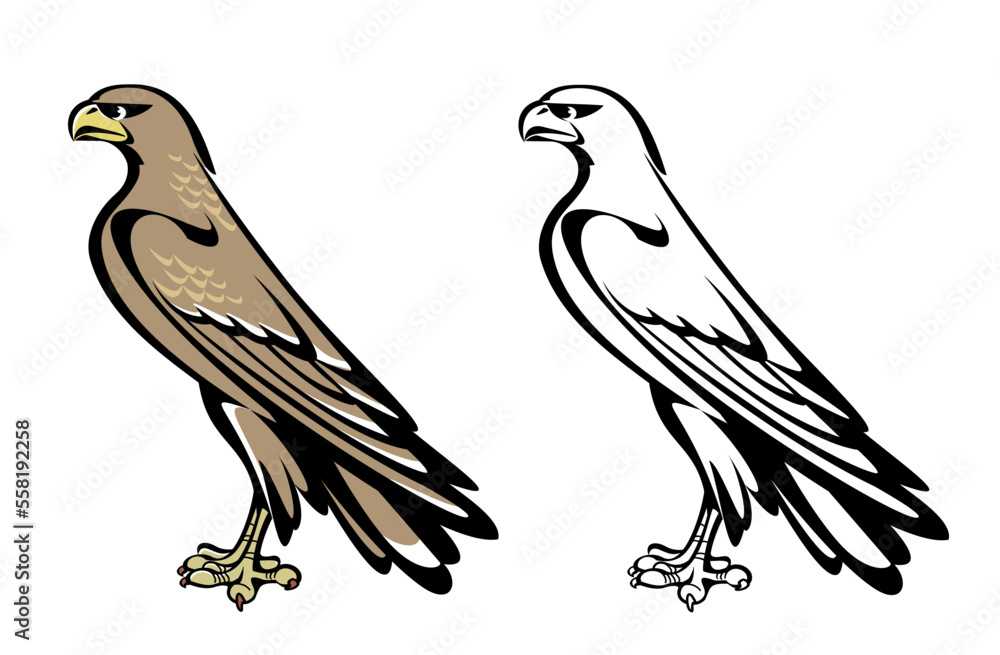 Fototapeta premium illustration of a falcon - black & white and color version