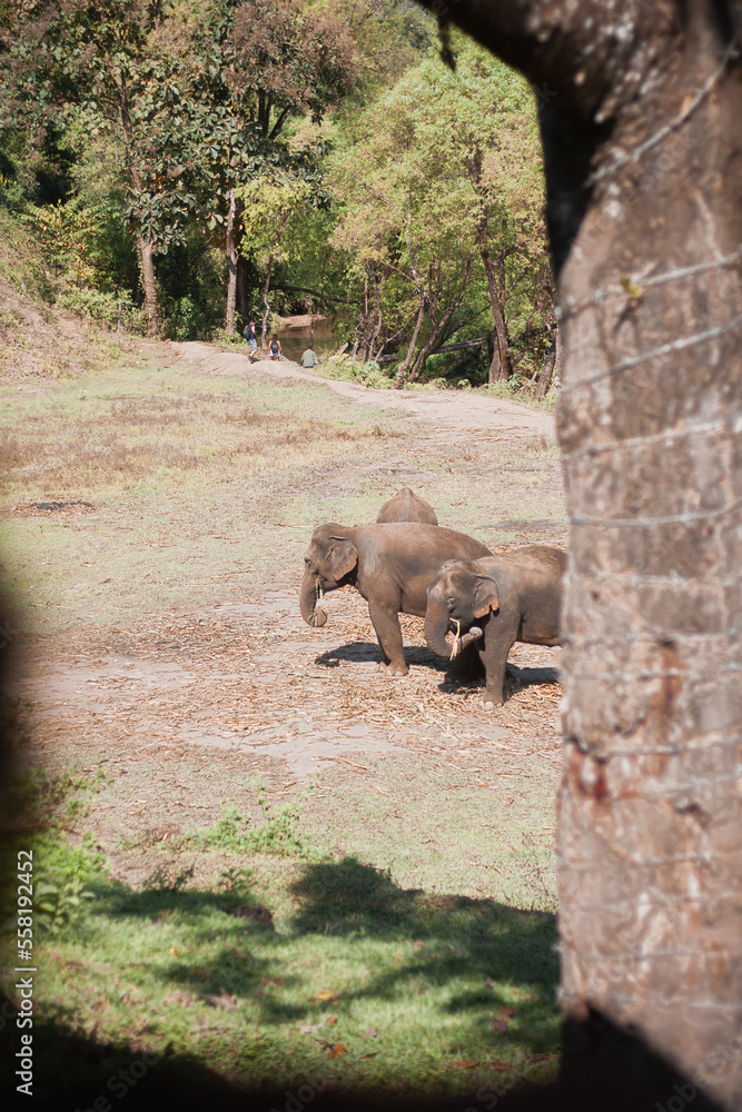 Sanktuarium słoni w Chiang Mai w Tajlandii - obrazy, fototapety, plakaty 