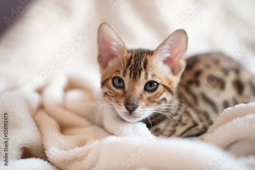 Portrait of bengal cat covered in white warm blanket, feline kitten lying on the sofa.The most expensive cat breed in the world.Typography design with cat © Vita