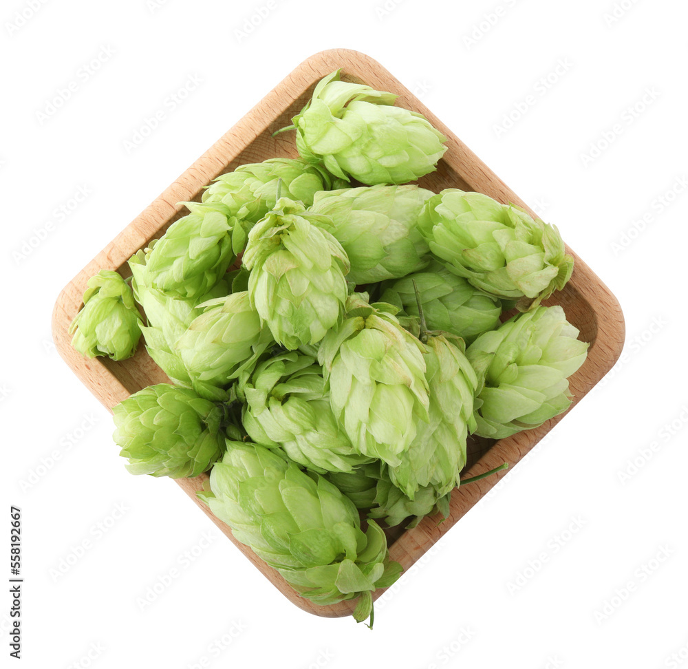 Fresh green hops on white background, top view Fresh green hops on white background, top view