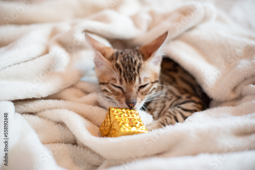 Portrait of bengal kitten with present box, cat is covered in white blanket, holidays banner 