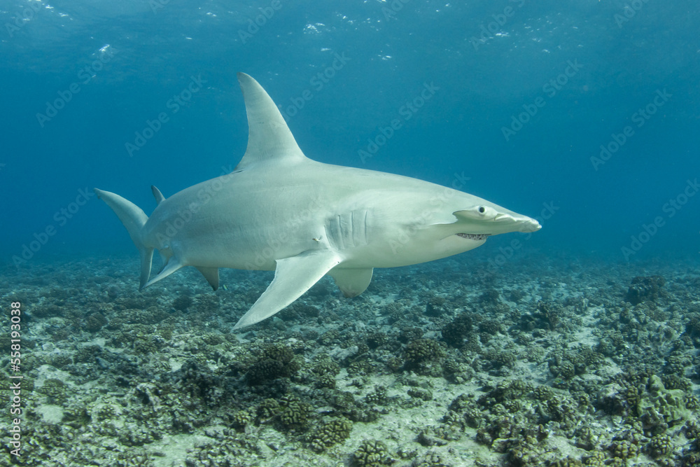 Obraz premium Great hammerhead shark, Pacific ocean