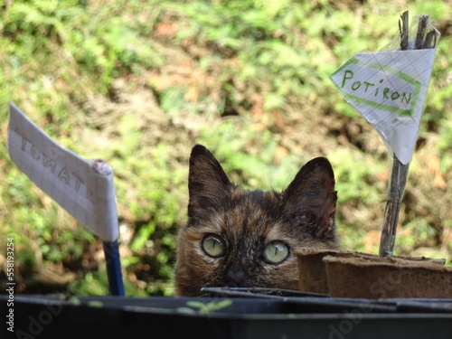 Au jardin les semis sous l’œil attentif du chat