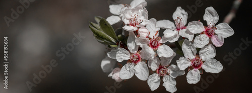 Beautiful floral spring abstract background of nature.