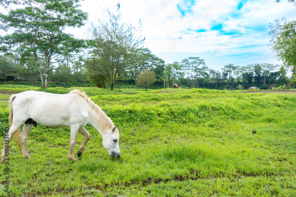 A white horse eating grass at a field taken from its side A white horse eating grass at a field taken from its side