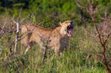 In Wild Africa Savannha, the lion approaches the hunt on foot.
