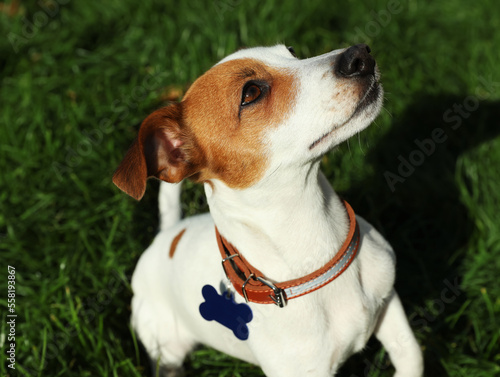 Beautiful Jack Russell Terrier in dog collar with metal tag on green grass outdoors © New Africa