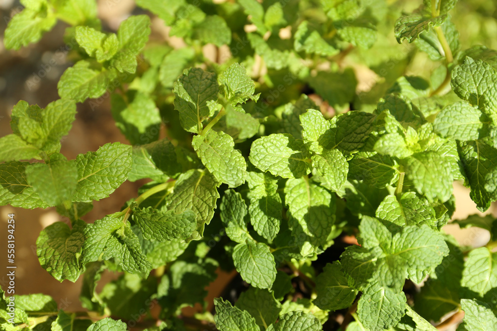 Fresh green mint outdoors on sunny day, closeup Fresh green mint outdoors on sunny day, closeup