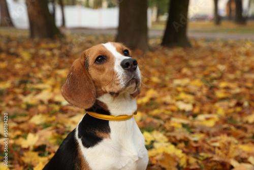 Adorable Beagle dog in stylish collar outdoors